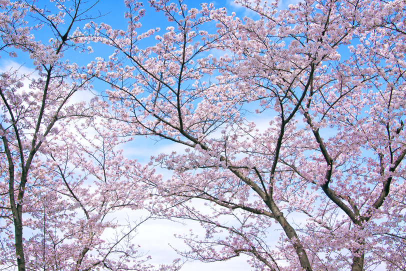 サクラと青空の景色の写真画像