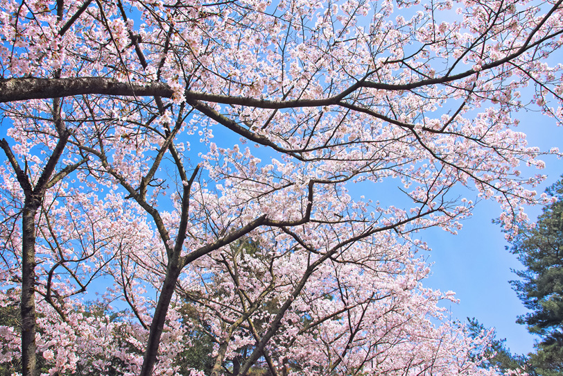 サクラと青空の景色の写真画像