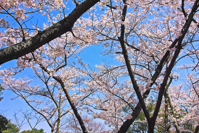 さくらの花咲く木と青空の写真画像