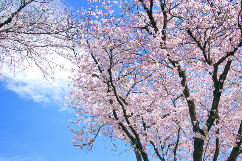 さくらの花咲く木と青空の写真画像