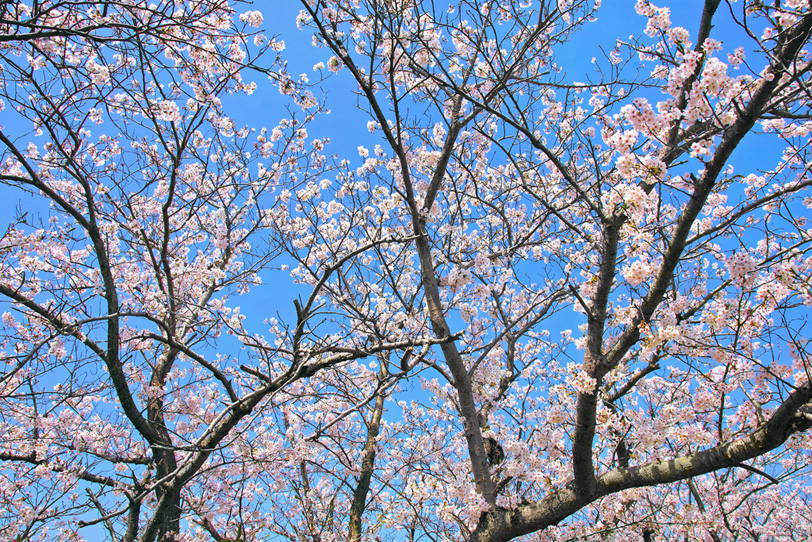 さくらの花咲く木と青空の写真画像