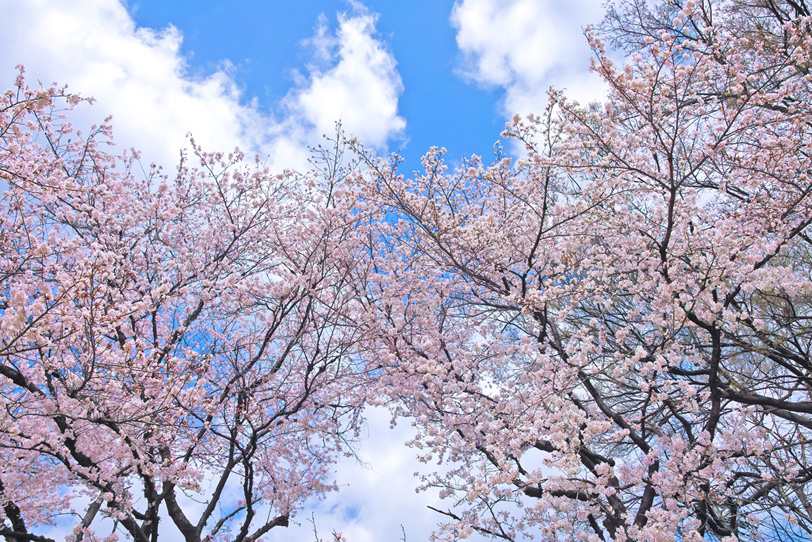 さくらの花咲く木と青空の写真画像