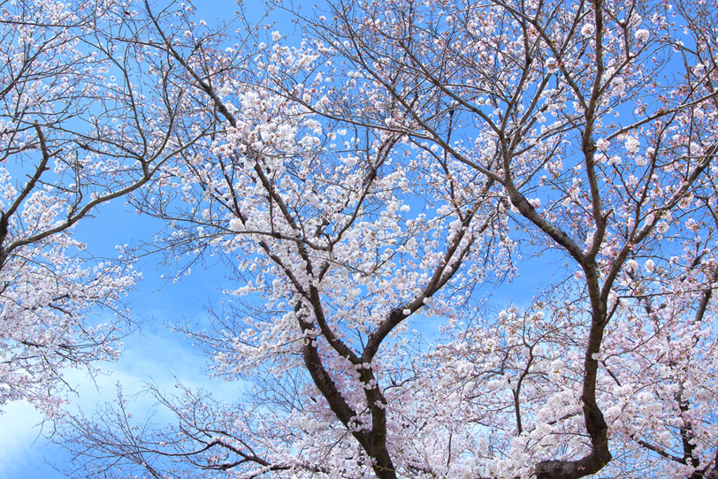 さくらの花咲く木と青空の写真画像