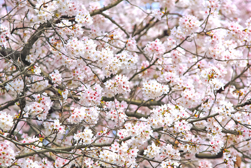 桜の花と春の陽気の写真画像