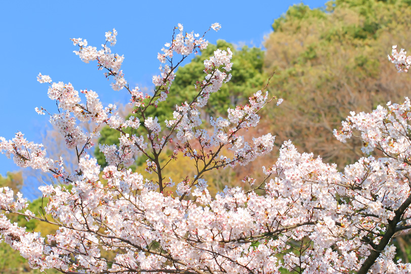 桜の花と春の陽気の写真画像