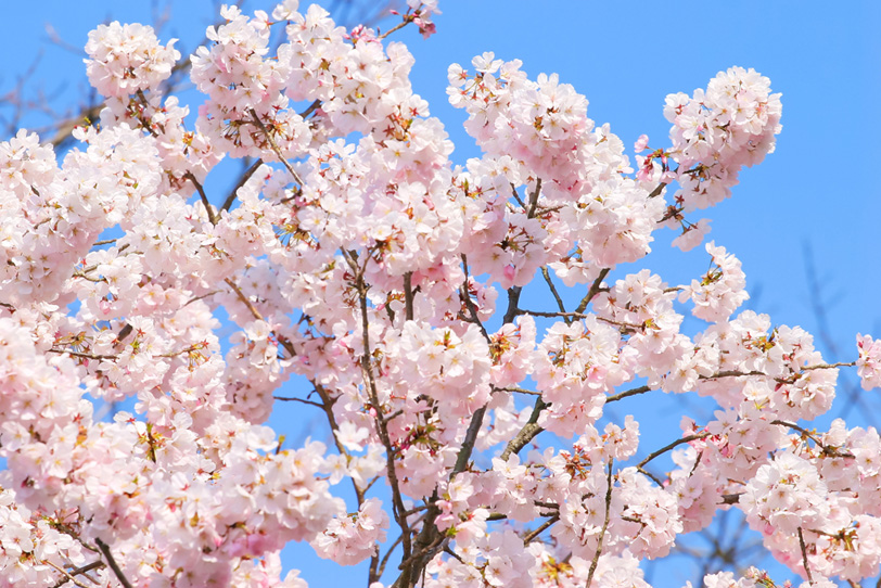 桜の花と春の陽気の写真画像