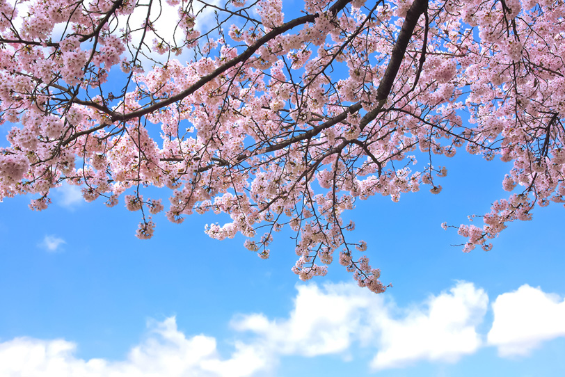 桜の花と春の陽気の写真画像