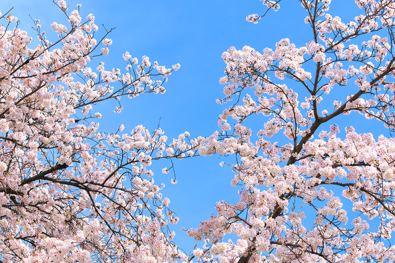 桜の花と春の陽気の写真画像