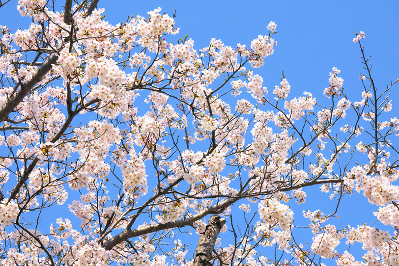 桜の花と春の陽気の写真画像