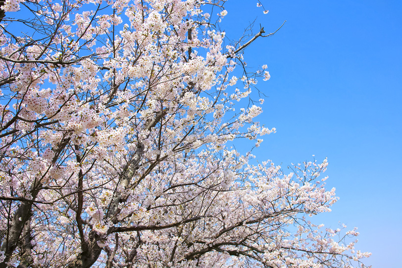 桜の花と春の陽気の写真画像