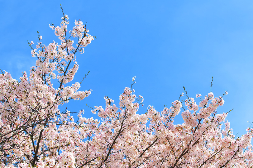 花咲く桜の木の枝の写真画像