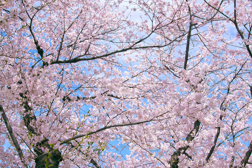 桜が咲く和風景色の写真画像