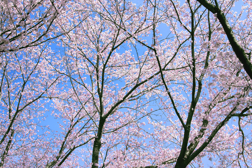 桜が咲く和風景色の写真画像