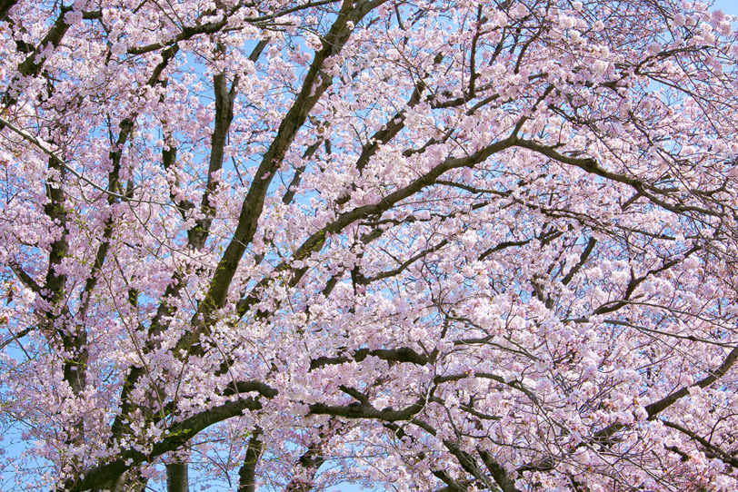 桜の花開く春の風景の写真画像