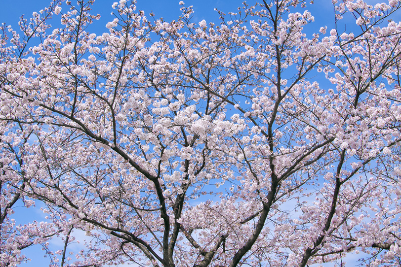 桜の花開く春の風景の写真画像