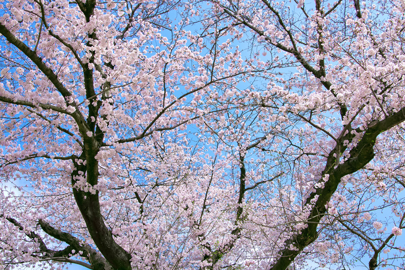 桜の花開く春の風景の写真画像