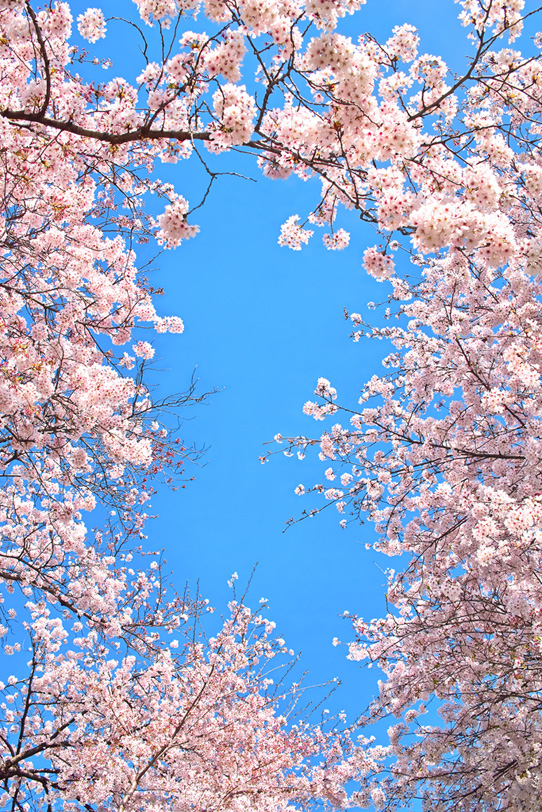 桜の花開く春の風景の写真画像