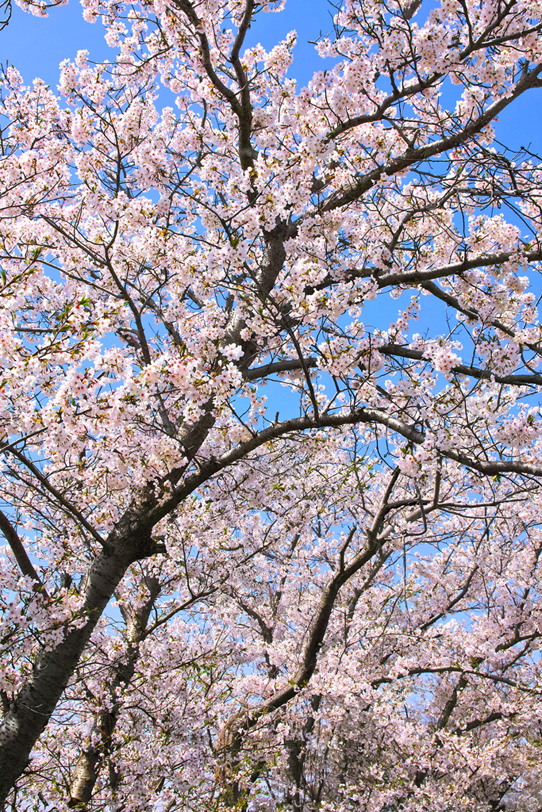 桜の花開く春の風景の写真画像