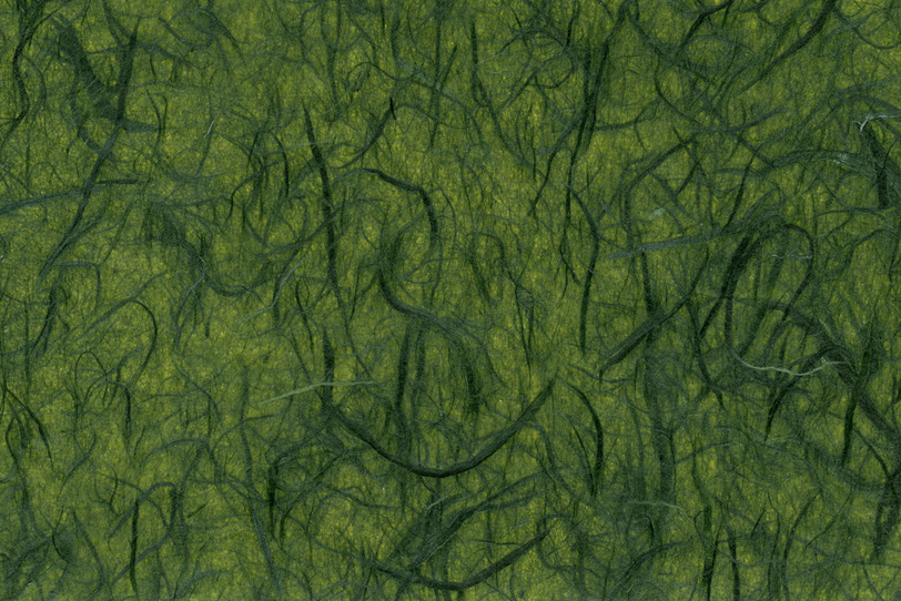 緑雲竜柄の苔色和紙の写真画像