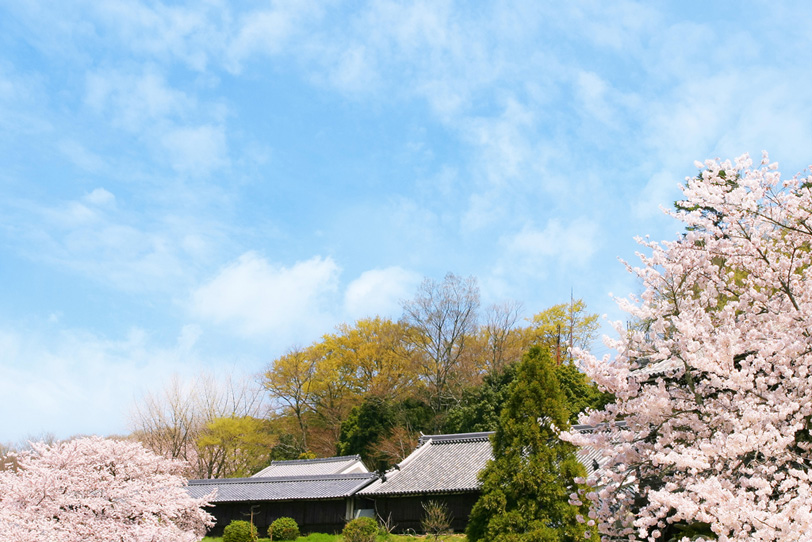 桜咲く里山の春の写真画像