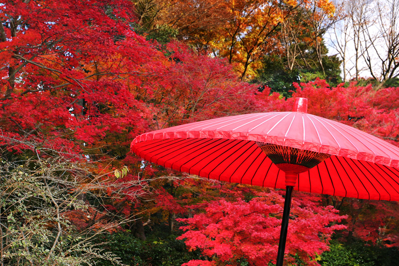 紅葉と野点傘の写真画像