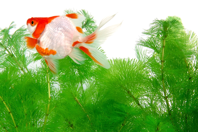 赤白の柄の金魚が泳ぐ背景の写真画像