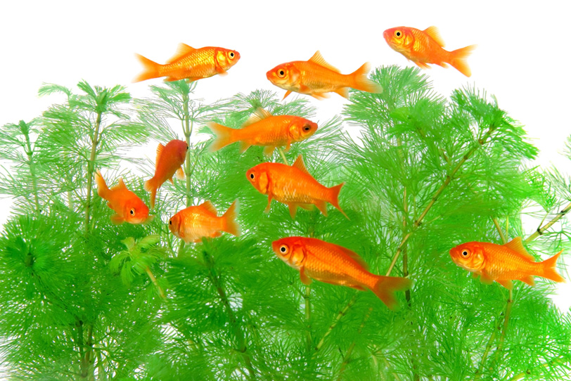 10匹の赤い金魚と水草の写真画像