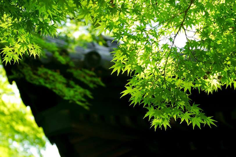新緑の日本寺院の写真画像