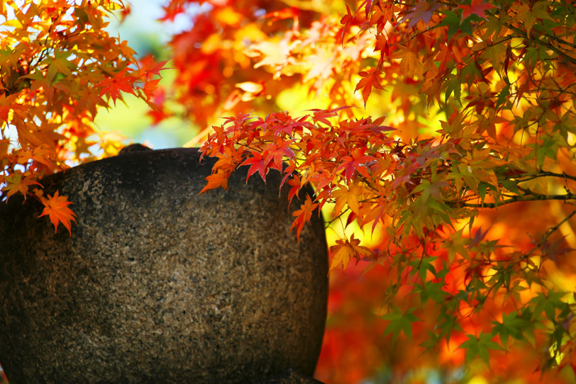 秋の紅葉の日本庭園の写真画像