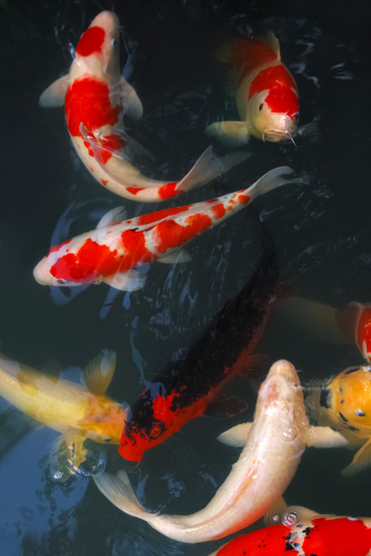 錦鯉の泳ぐ日本庭園の池の写真画像