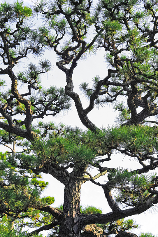 松の和風背景素材の写真画像