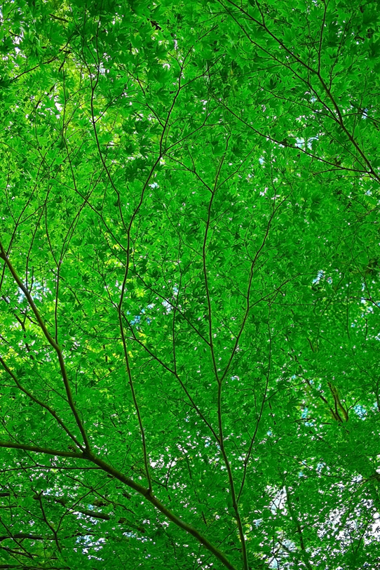 涼しげな緑のモミジの写真画像
