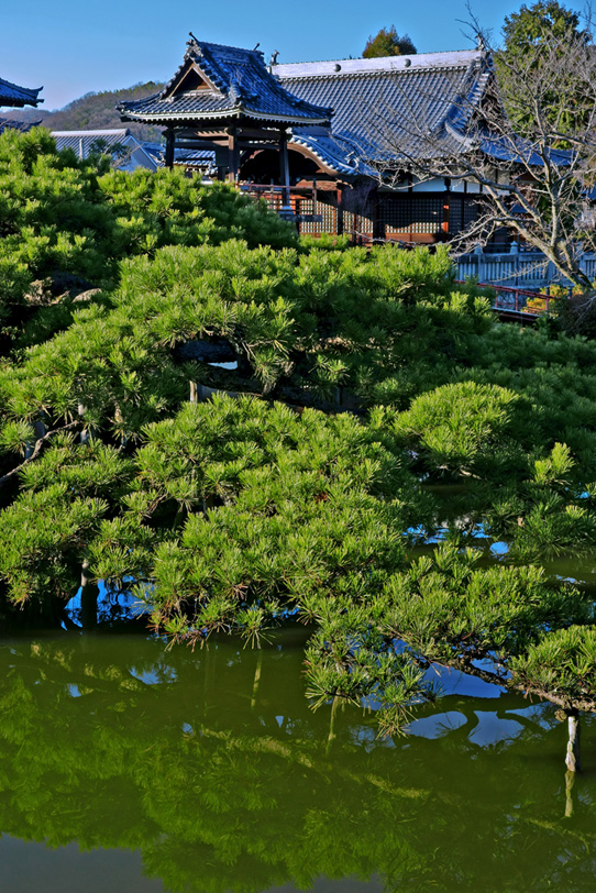 池と松と日本寺院の写真画像