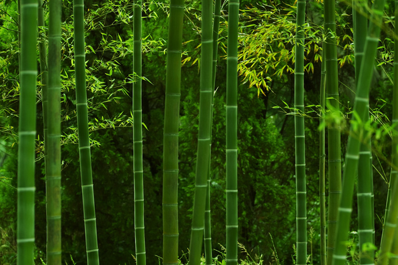 和の静寂を感じる竹林の写真画像
