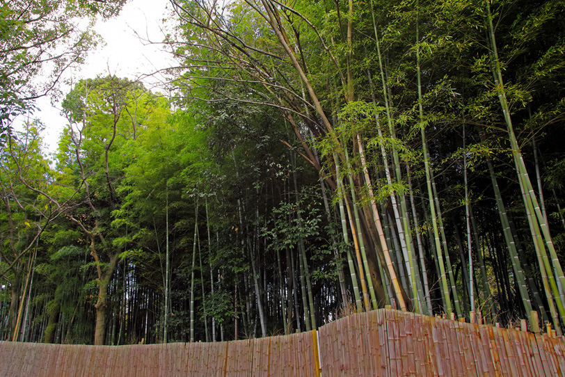 青竹が伸びる竹林と竹垣の写真画像