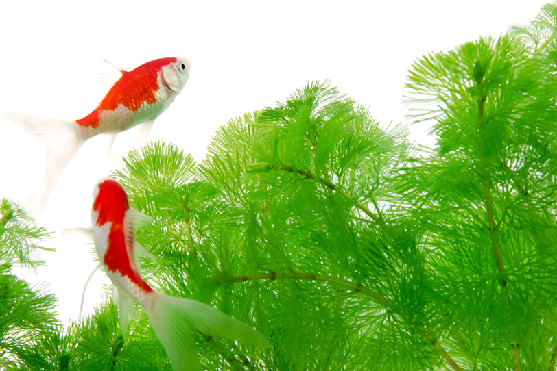 優雅に泳ぐ金魚と緑の水草の写真画像