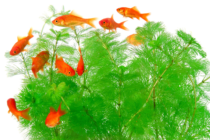 小赤金魚の群れと白背景の写真画像