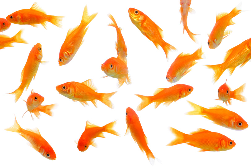 たくさんの赤い金魚と白背景の写真画像