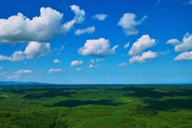 広大な森と青空の風景の写真画像