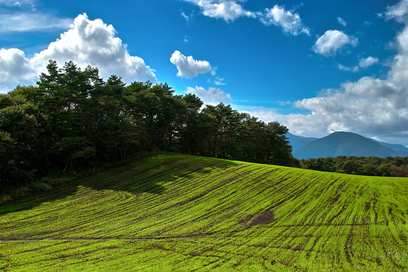 緑の丘と林の景色の写真画像