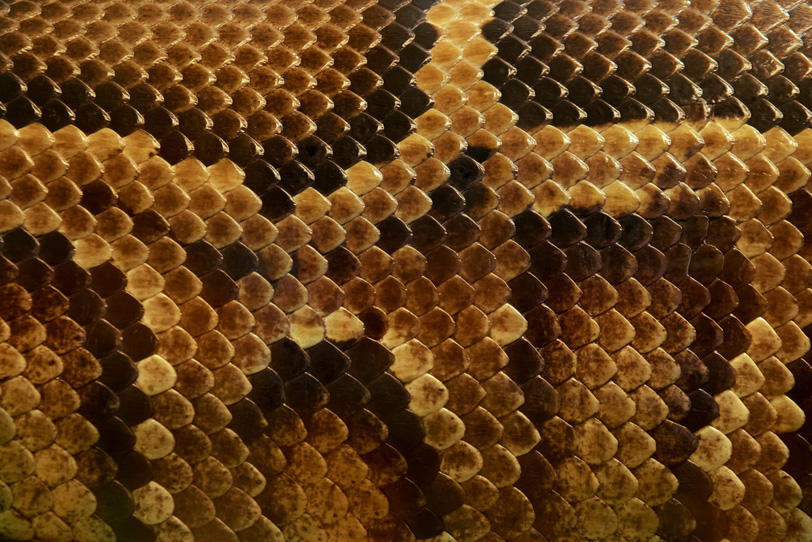 細かい鱗から構成されるニシキヘビの柄の写真画像