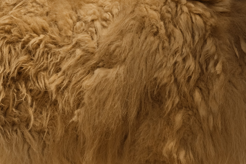 ラクダの毛のテクスチャの写真画像
