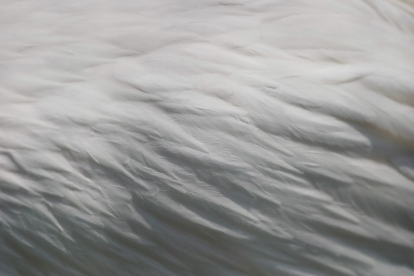 白い鳥の羽 の画像 写真素材を無料ダウンロード 1 背景フリー素材 Beiz Images