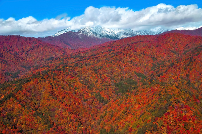 紅葉の向こうの雪積もる山頂の写真画像