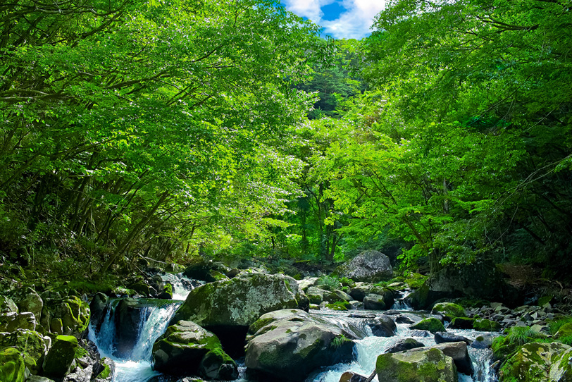 緑あふれる林の中を流れる夏の清流の写真画像