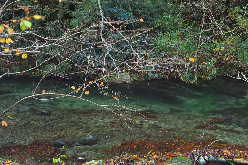 透明な水と落葉積もる川瀬の写真画像
