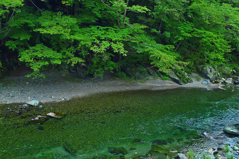 緑濃き穏やか川瀬の写真画像