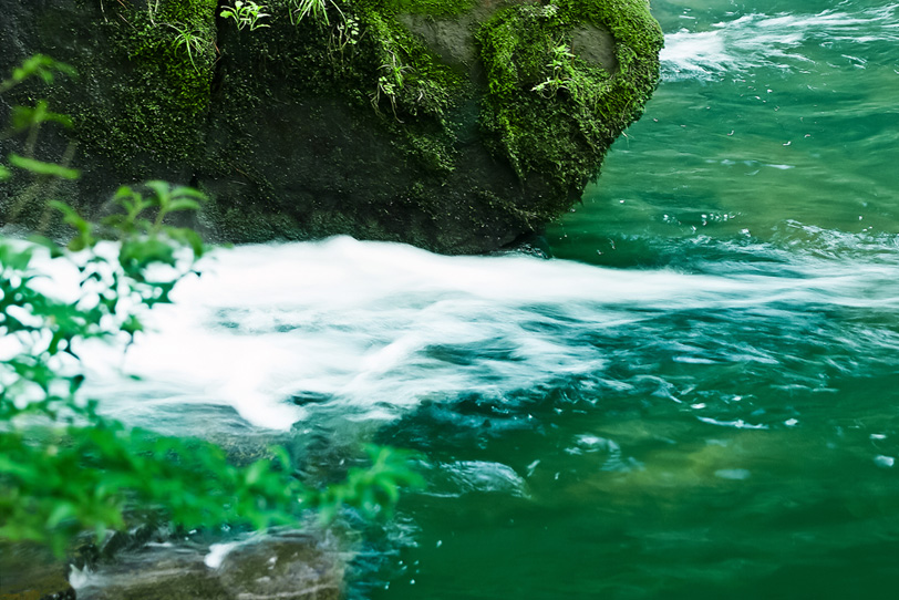 川縁に緑の葉が揺れるの写真画像