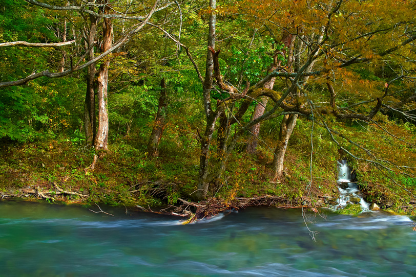 山水が流れ込む秋の清流の写真画像