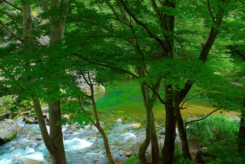 緑の木立の下を流れる清流の写真画像